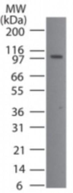 Western Blot: Porimin Antibody [NB100-56371] - Western blot analysis of Porimin using NB100-56371 at 2 ug/ml dilution against 20 ug/lane of HL60 cell lysate.