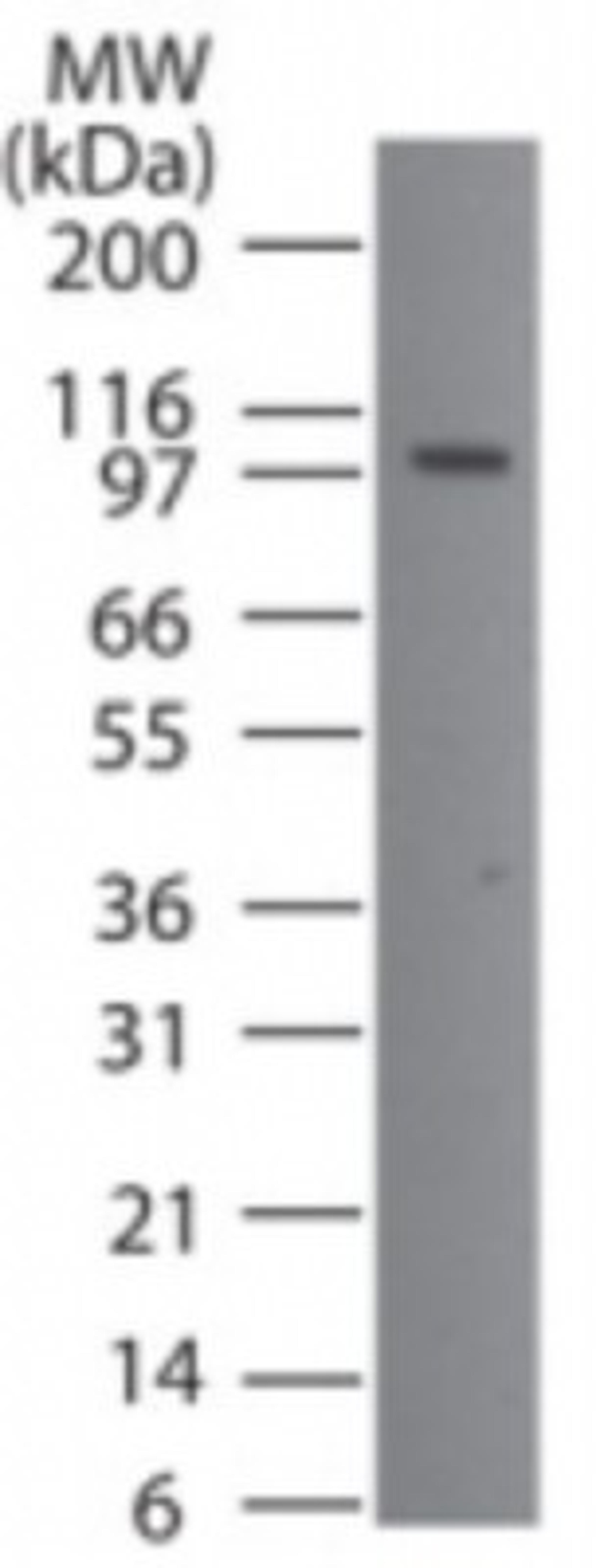 Western Blot: Porimin Antibody [NB100-56371] - Western blot analysis of Porimin using NB100-56371 at 2 ug/ml dilution against 20 ug/lane of HL60 cell lysate.