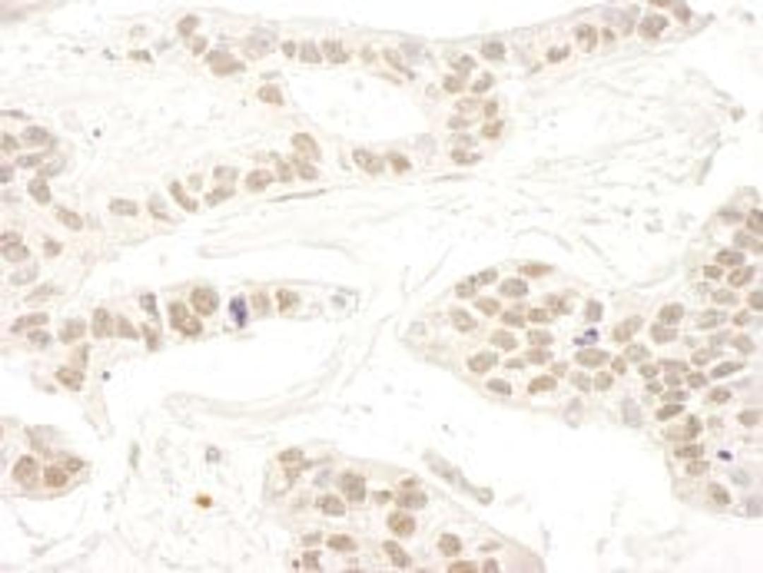 Detection of human RBM34 by immunohistochemistry.