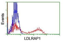 Flow Cytometry: ARH Antibody (7E11) [NBP2-01435] - HEK293T cells transfected with either overexpression plasmid (Red) or empty vector control plasmid (Blue) were immunostained by anti-ARH antibody, and then analyzed by flow cytometry.