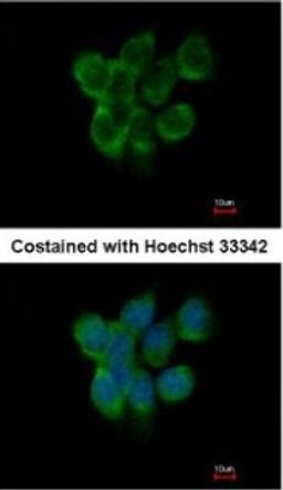 Immunocytochemistry/Immunofluorescence: APOBEC3F Antibody [NBP2-15426] - Paraformaldehyde-fixed A431, using antibody at 1:500 dilution.