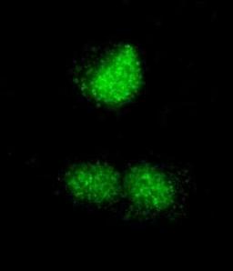 Detection of human RCOR3 by immunocytochemistry.