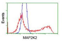 Flow Cytometry: MEK2 Antibody (8G6) [NBP1-47836] - HEK293T cells transfected with either overexpression plasmid (Red) or empty vector control plasmid (Blue) were immunostained by anti-MEK2 antibody, and then analyzed by flow cytometry.