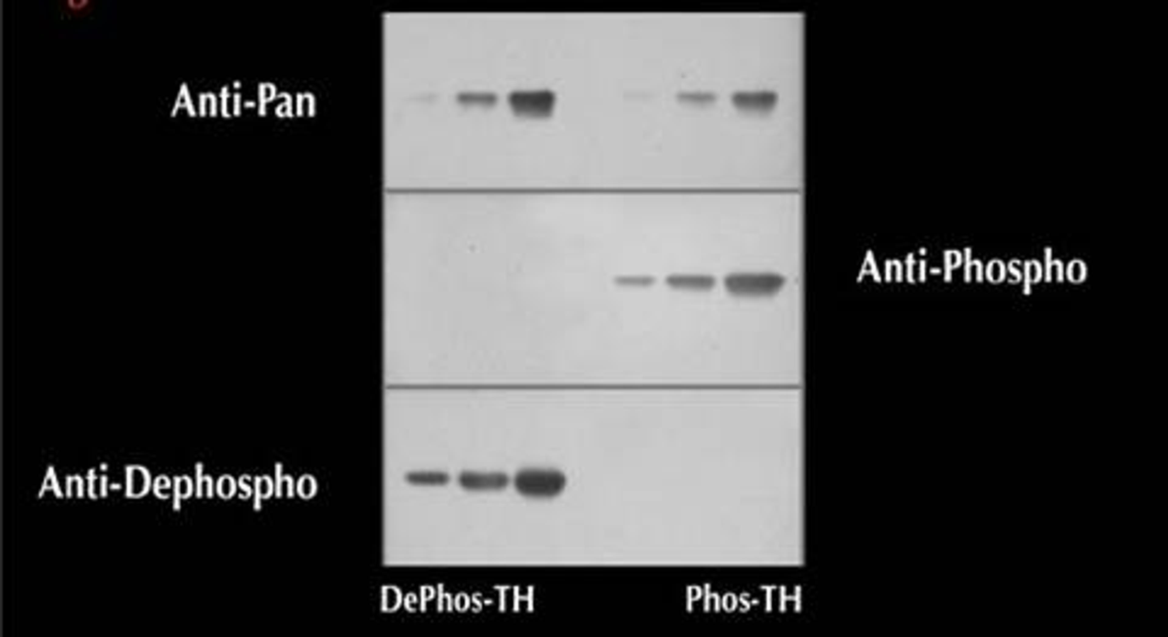 Western Blots of phospho- and dephospho-proteins to demonstrate the selectivity of the Phospho-Specific Antibody. The Pan-Specific Antibody recognized both the dephospho-Tyrosine Hydroxylase (dephospho-TH) and the phospho-Tyrosine Hydroxylase (phospho-TH)