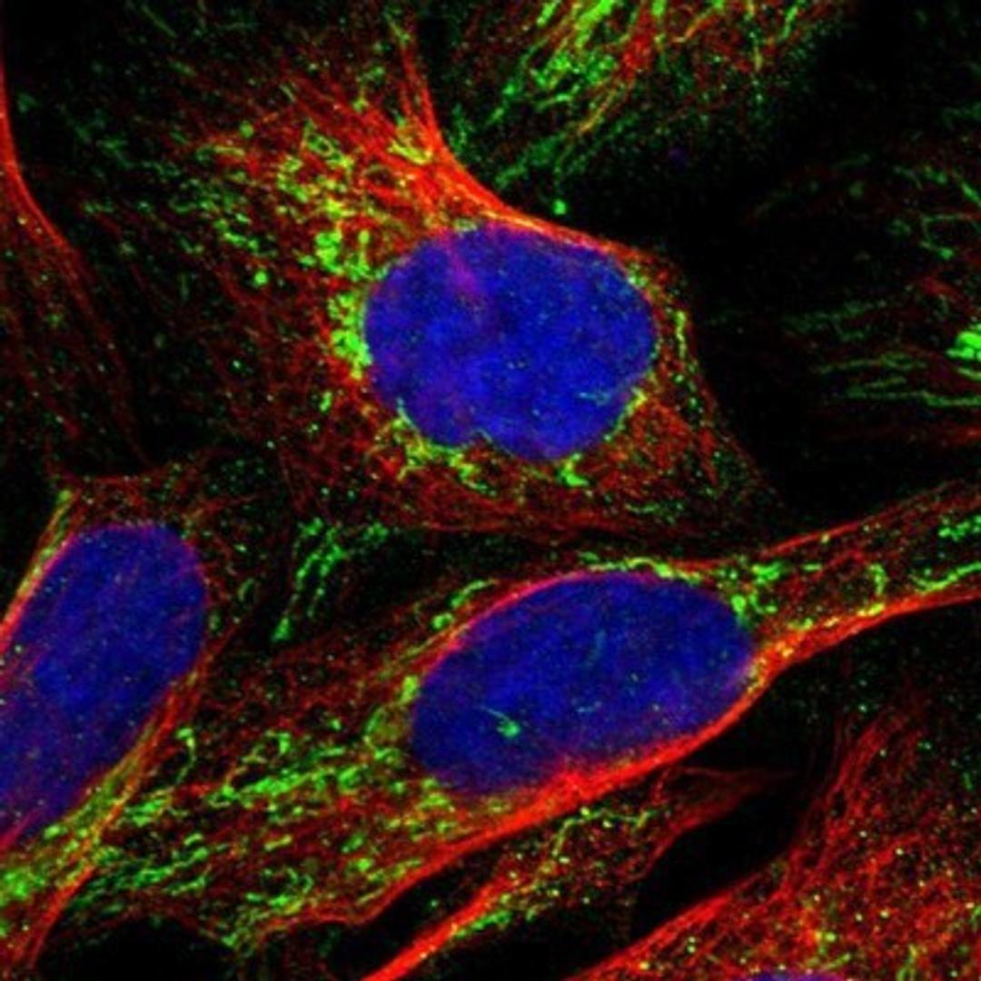 Immunocytochemistry/Immunofluorescence: NDUFV3 Antibody [NBP1-85622] - Staining of human cell line U-2 OS shows positivity in mitochondria.