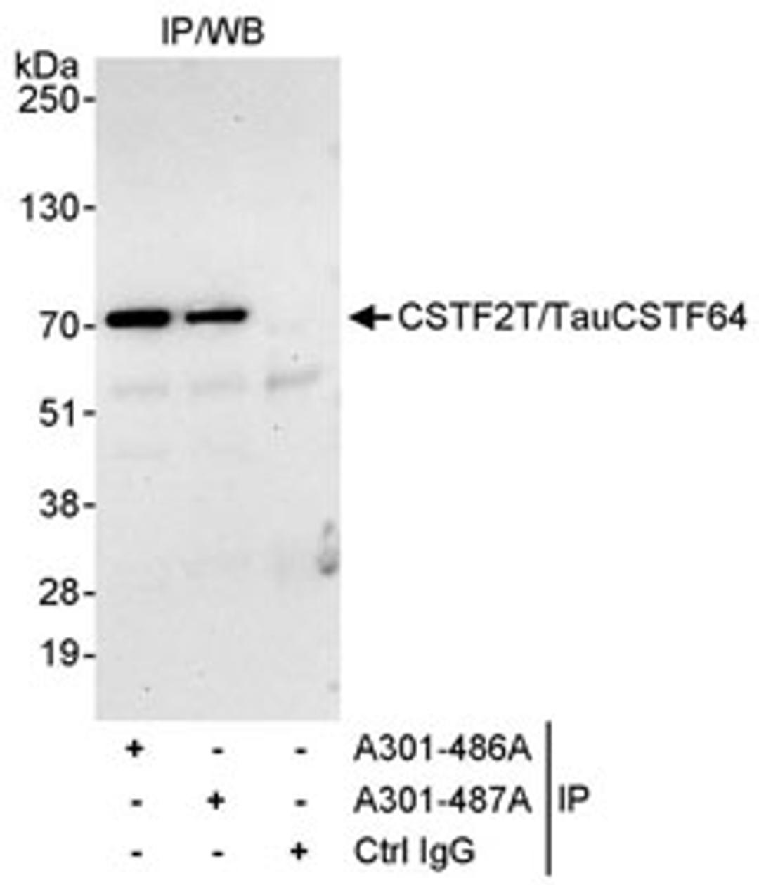 Detection of human CSTF2T/TauCSTF64 by western blot of immunoprecipitates.