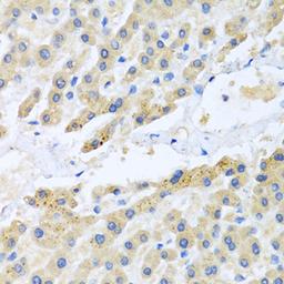 Immunohistochemistry - CCL3 antibody (A7568)