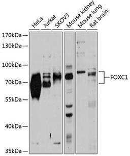 Western blot - FOXC1 antibody (A2924)