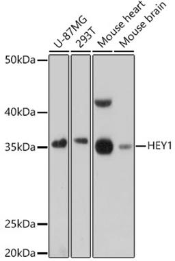 Western blot - HEY1 antibody (A16110)