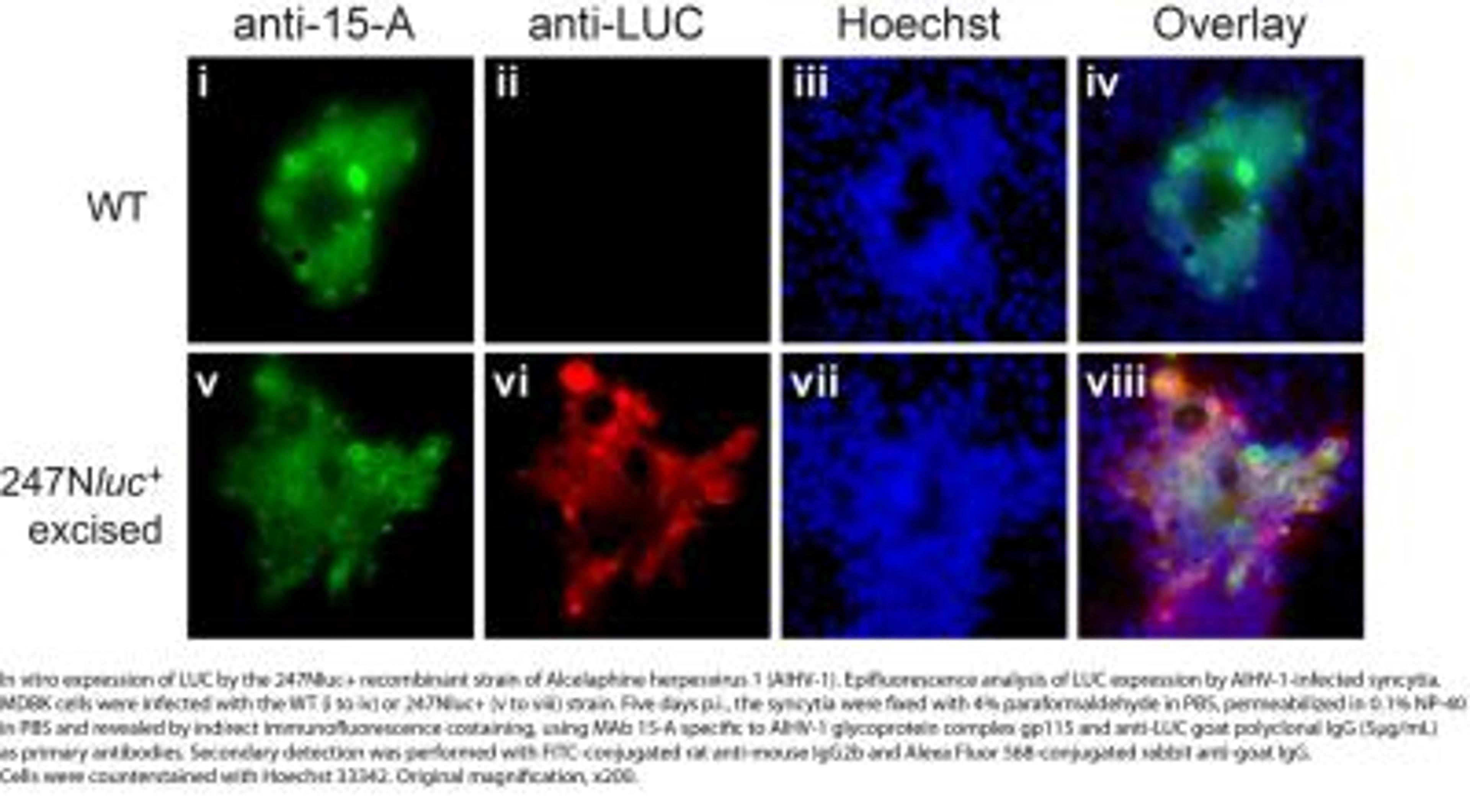 Immunocytochemistry/Immunofluorescence: Luciferase Antibody [NB100-1677] - Luciferase in 247Nluc+ cells. Image provided via product review by verified customer.