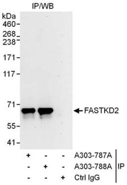 Detection of human FASTKD2 by western blot of immunoprecipitates.