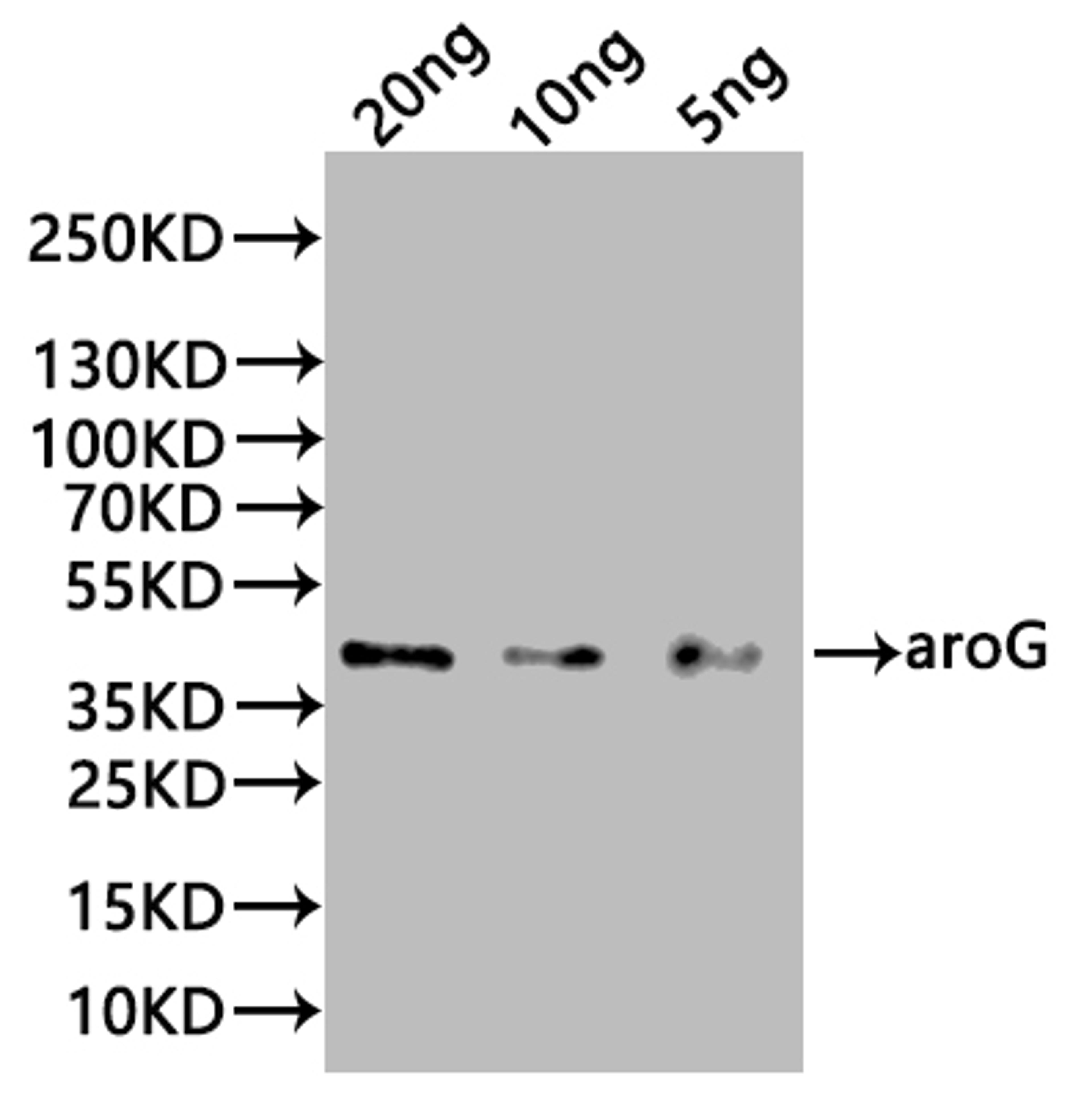 Western Blot. Positive WB detected in: recombinant protein. All lanes:aroG Antibody at 1:1000. Secondary. Goat polyclonal to rabbit IgG at 1/20000 dilution. Predicted band size: 39 kDa. Observed band size:39 kDa. 