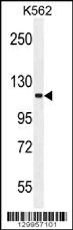 Western blot analysis in K562 cell line lysates (35ug/lane).