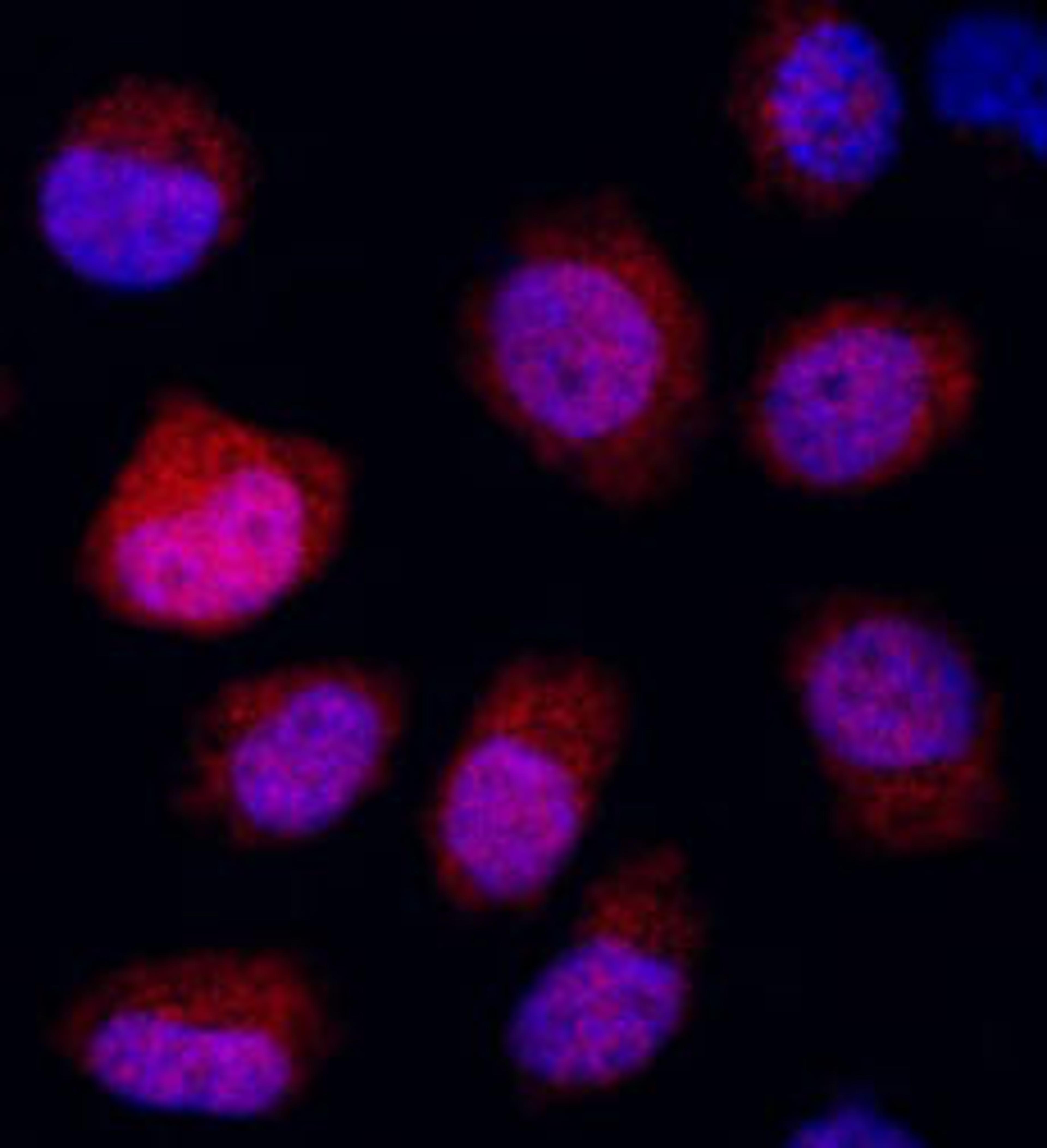 Detection of human REDD1 by immunocytochemistry.