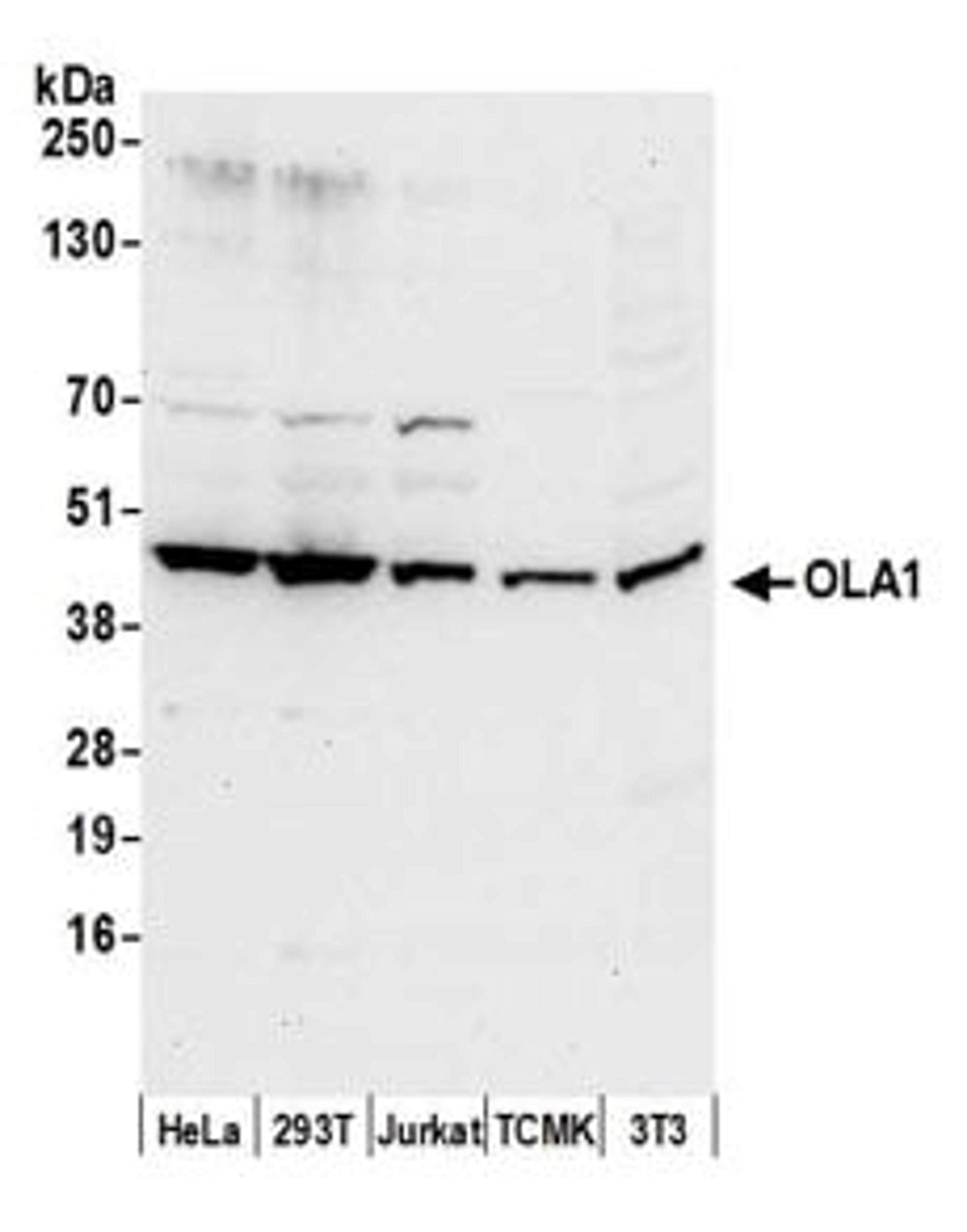 Detection of human and mouse OLA1 by western blot.