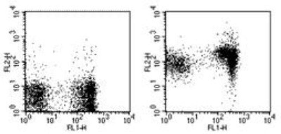 Flow Cytometry: CD1d Antibody (1B1) [NBP1-43461] - Analysis using the Biotin conjugate of NBP1-43461. Staining of BALB/c splenocytes with Anti-Human/Mouse CD45R (B220) FITC and 0.5 ug of Rat IgG2b kappa Isotype Control Biotin (left) or 0.5 ug of Anti-Mouse CD1d Biotin (right) followed by Streptavidin PE.