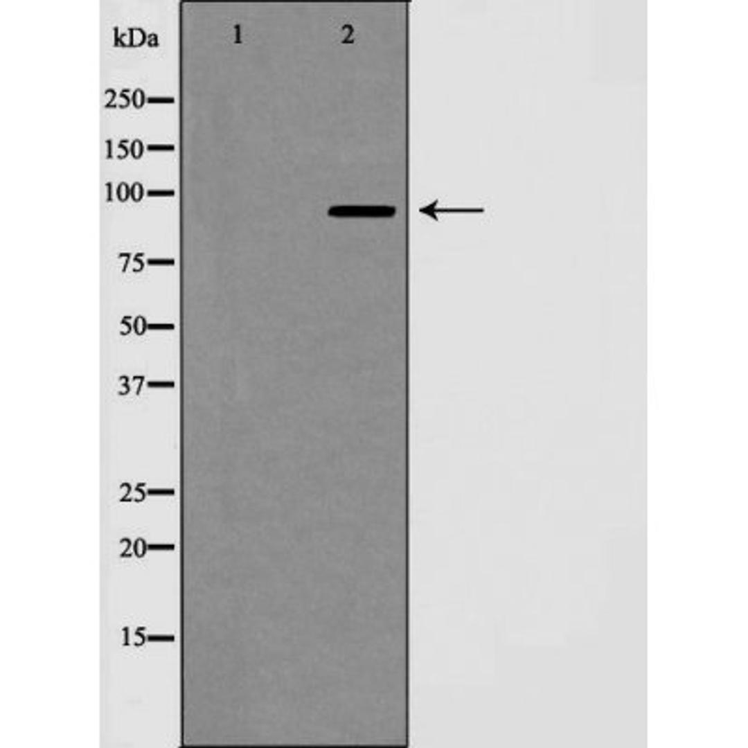 Western blot analysis of NIH 3T3 cell using Notch 1 (Cleaved-Val1744) antibody