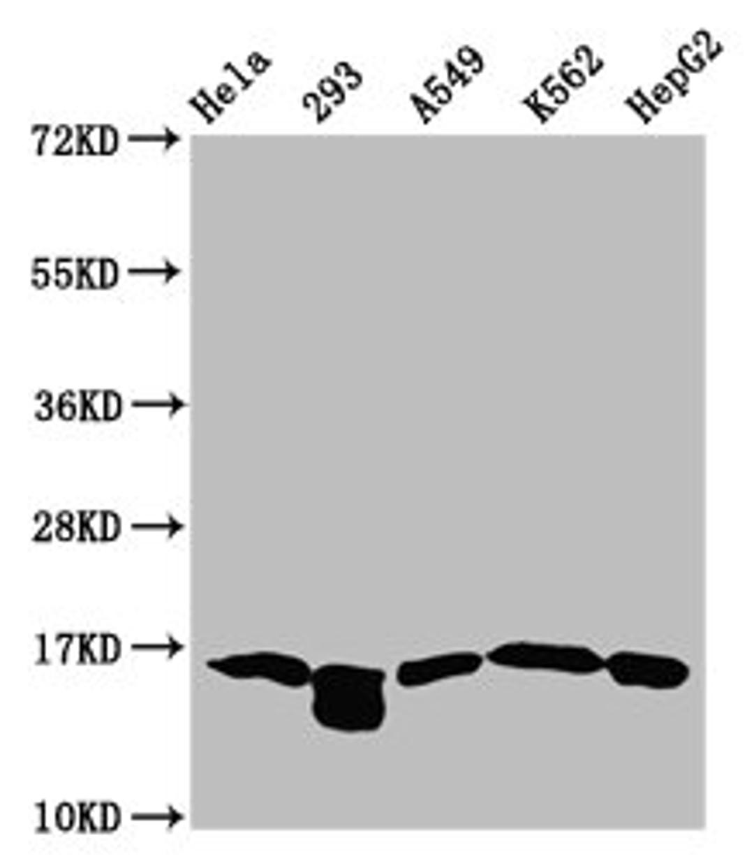Western Blot. Positive WB detected in: Hela whole cell lysate, 293 whole cell lysate, A549 whole cell lysate, K562 whole cell lysate, HepG2 whole cell lysate (all treated with 30mM sodium butyrate for 4h). All lanes: HIST1H3A antibody at 1.75µg/ml. Secondary. Goat polyclonal to rabbit IgG at 1/50000 dilution. Predicted band size: 16 kDa. Observed band size: 16 kDa