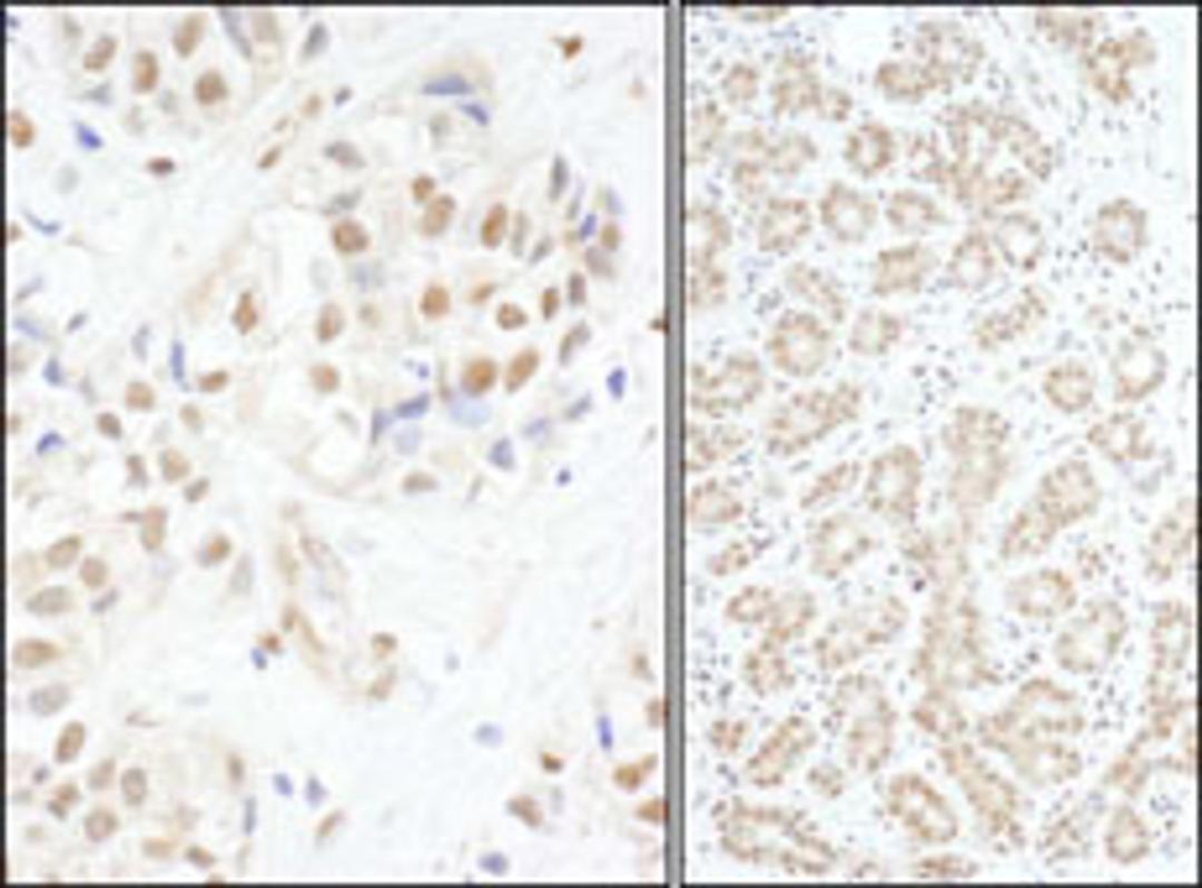 Detection of human c-Myb by immunohistochemistry.
