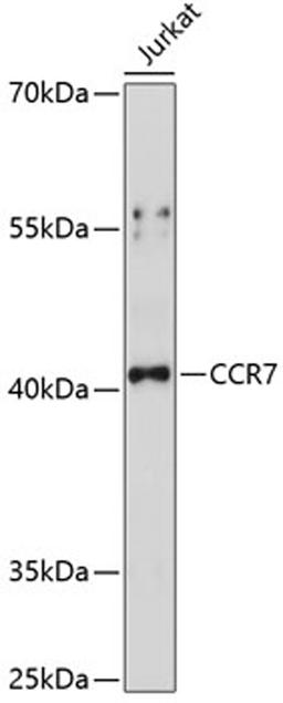 Western blot - CCR7 antibody (A14718)