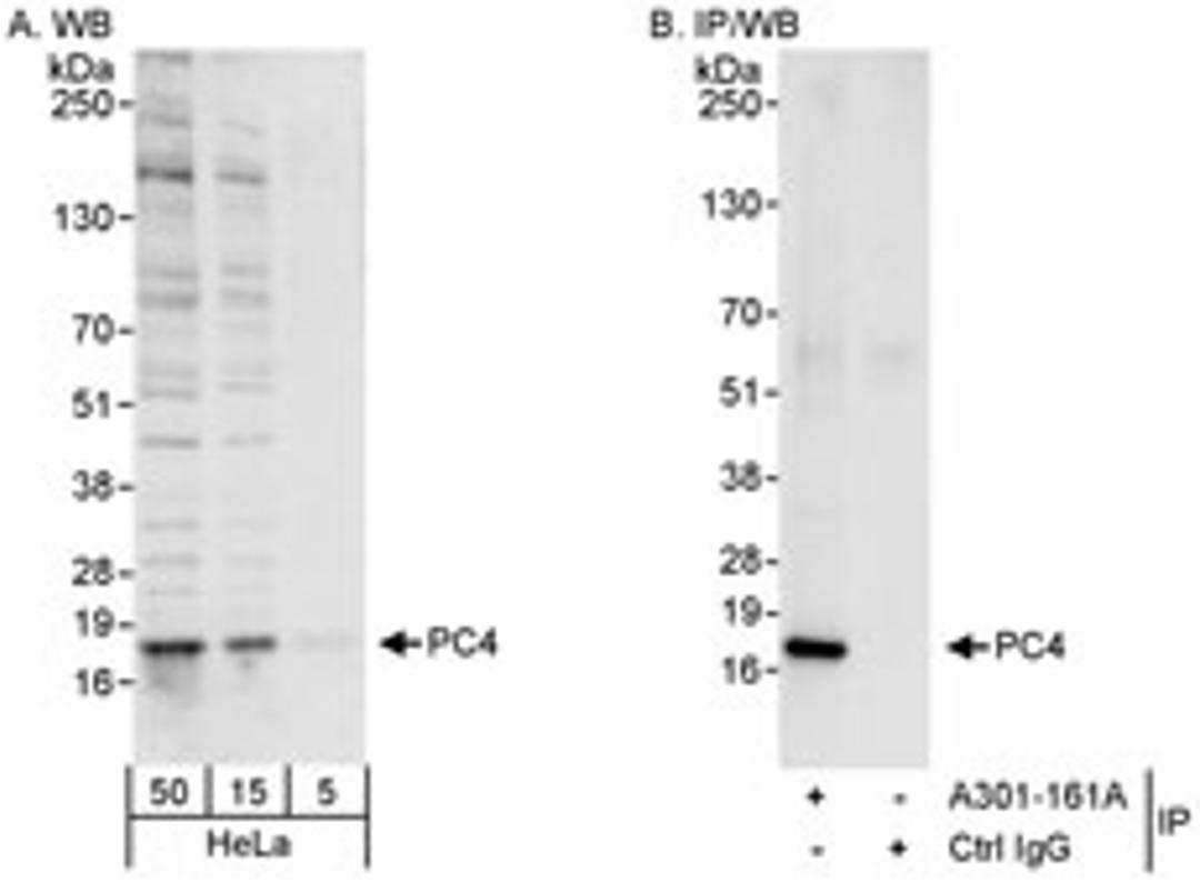 Detection of human PC4 by western blot and immunoprecipitation.