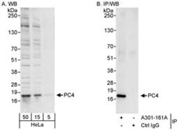 Detection of human PC4 by western blot and immunoprecipitation.