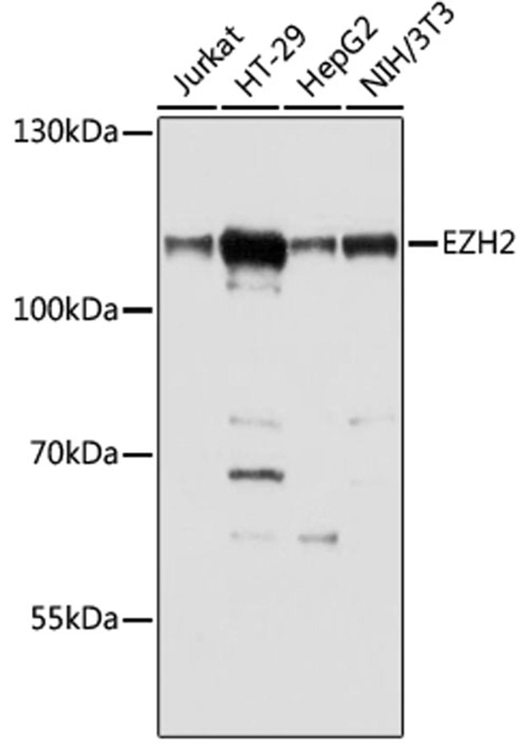 Western blot - EZH2 antibody (A16846)