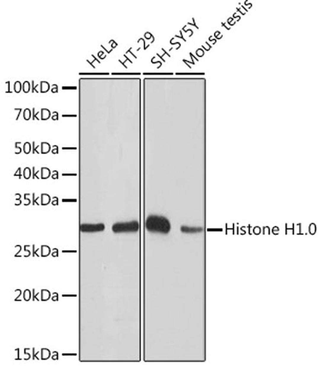 Western blot - Histone H1.0 Rabbit mAb (A4342)