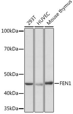 Western blot - FEN1 Rabbit mAb (A8999)