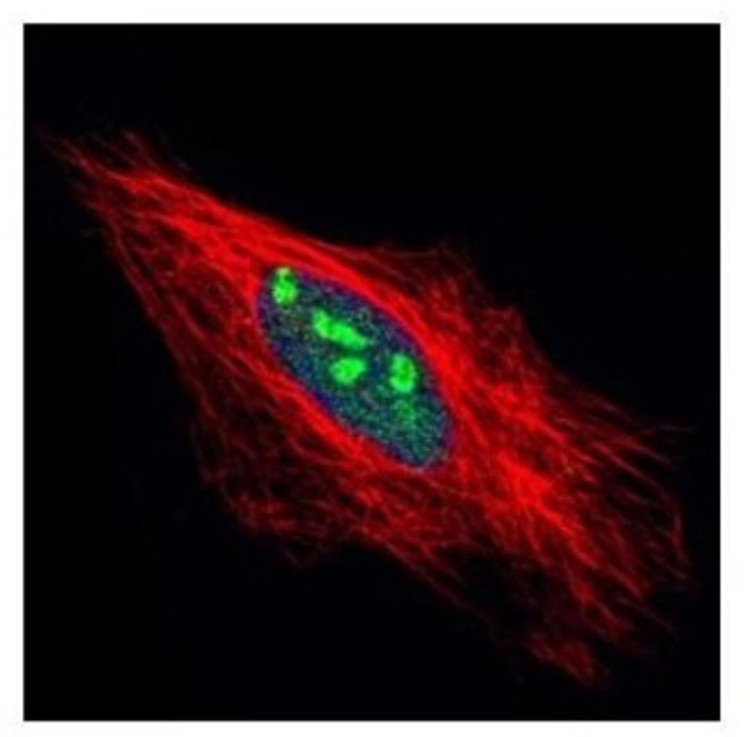 Immunocytochemistry/Immunofluorescence: Exosome component 5 Antibody [NBP2-14952] - Paraformaldehyde-fixed HeLa, using EXOSC5 antibody (Green) at 1:500 dilution. Alpha-tubulin filaments were labeled with an alpha Tubulin antibody (Red) at 1:2000.