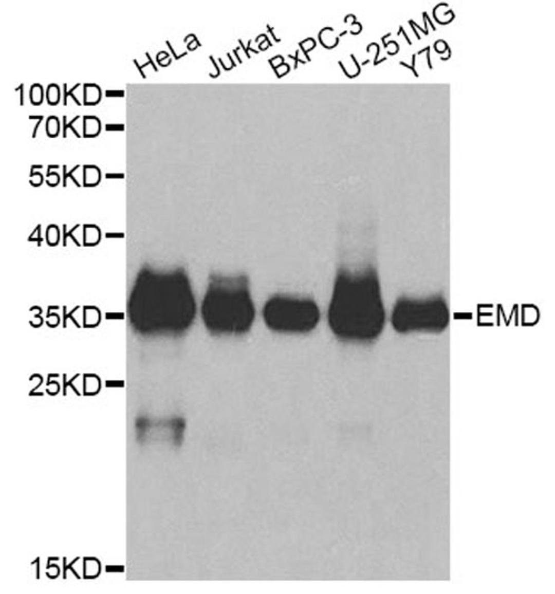 Western blot - EMD antibody (A13925)