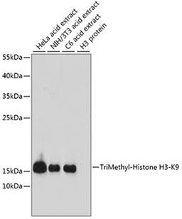 Western blot - TriMethyl-Histone H3-K9 antibody (A2360)