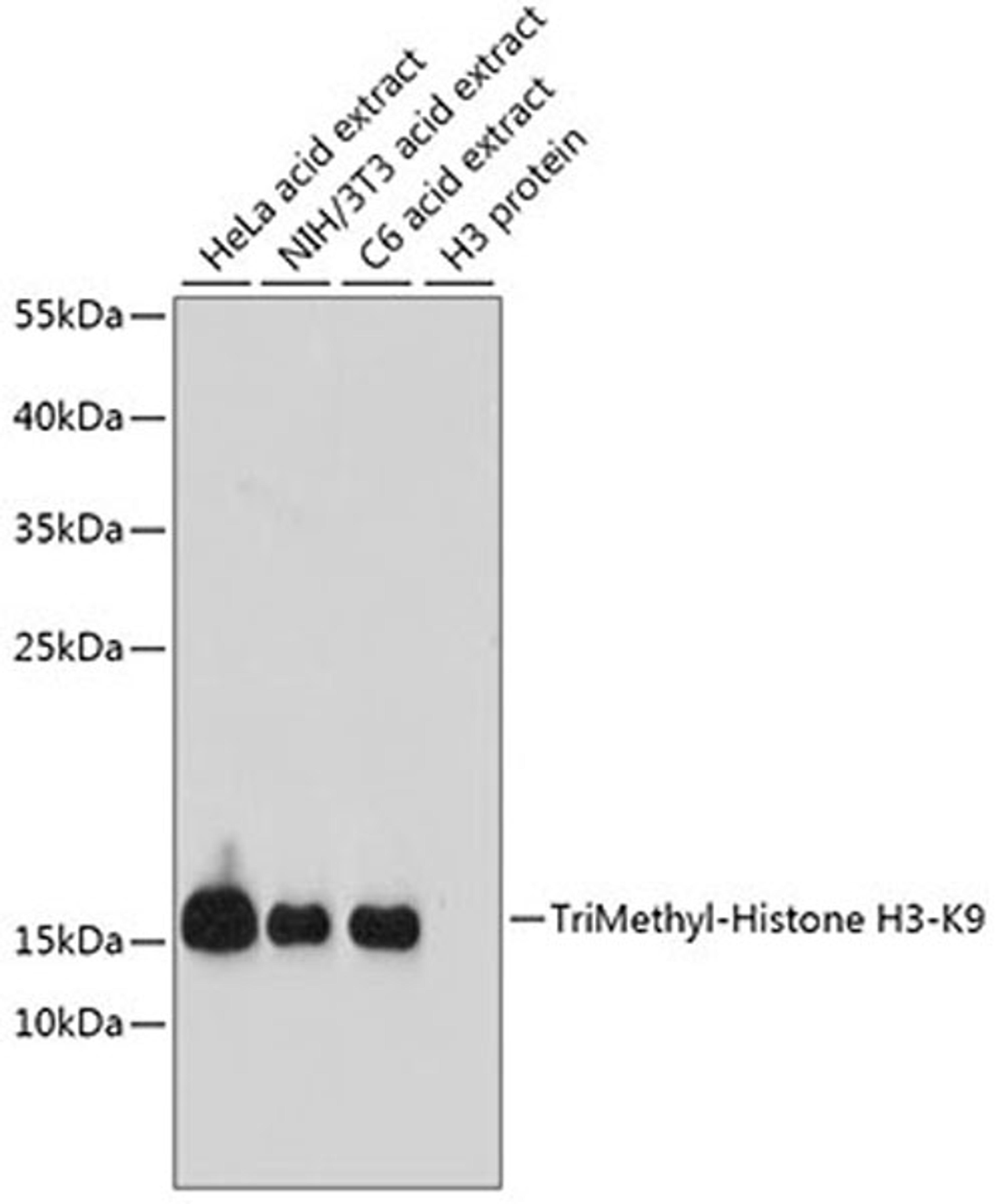 Western blot - TriMethyl-Histone H3-K9 antibody (A2360)