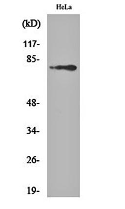 Western blot analysis of Hela cell lysates using Btk (phospho-Y223) antibody