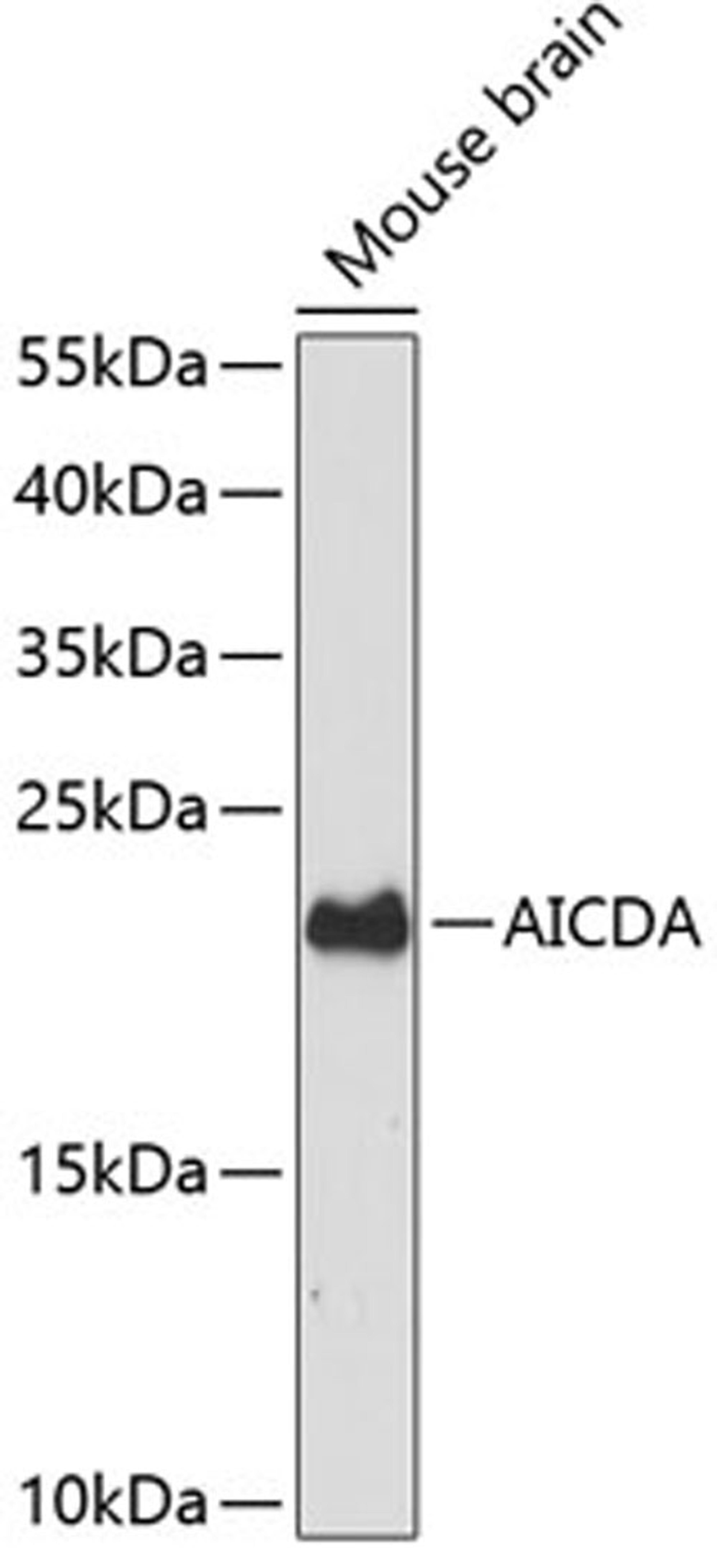 Western blot - AICDA antibody (A12372)