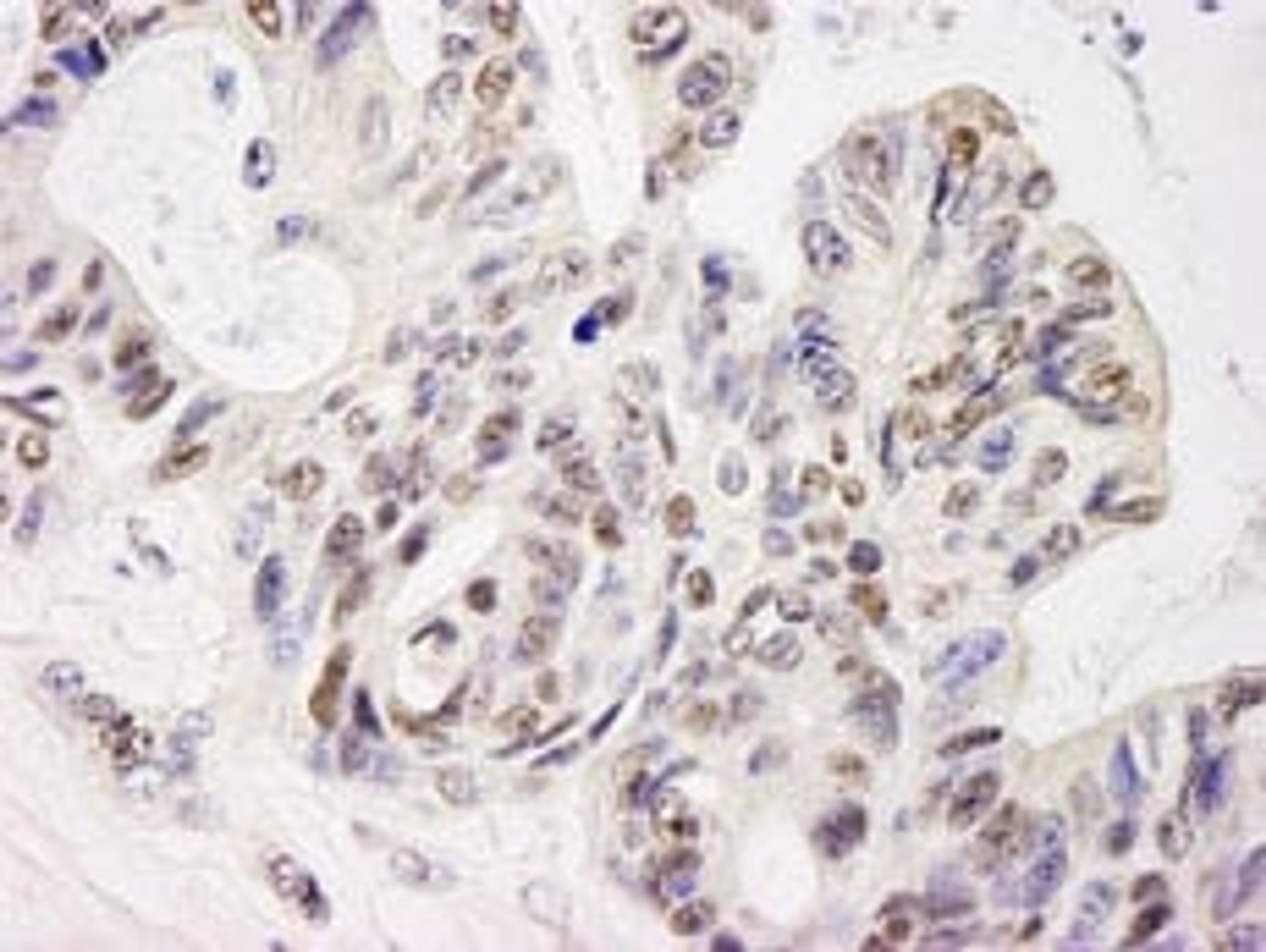 Detection of human ELF1 by immunohistochemistry.