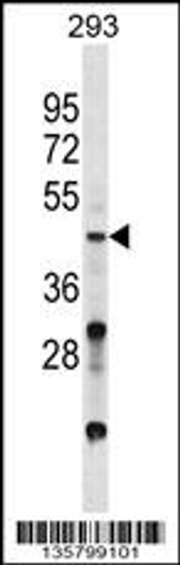 Western blot analysis in 293 cell line lysates (35ug/lane).