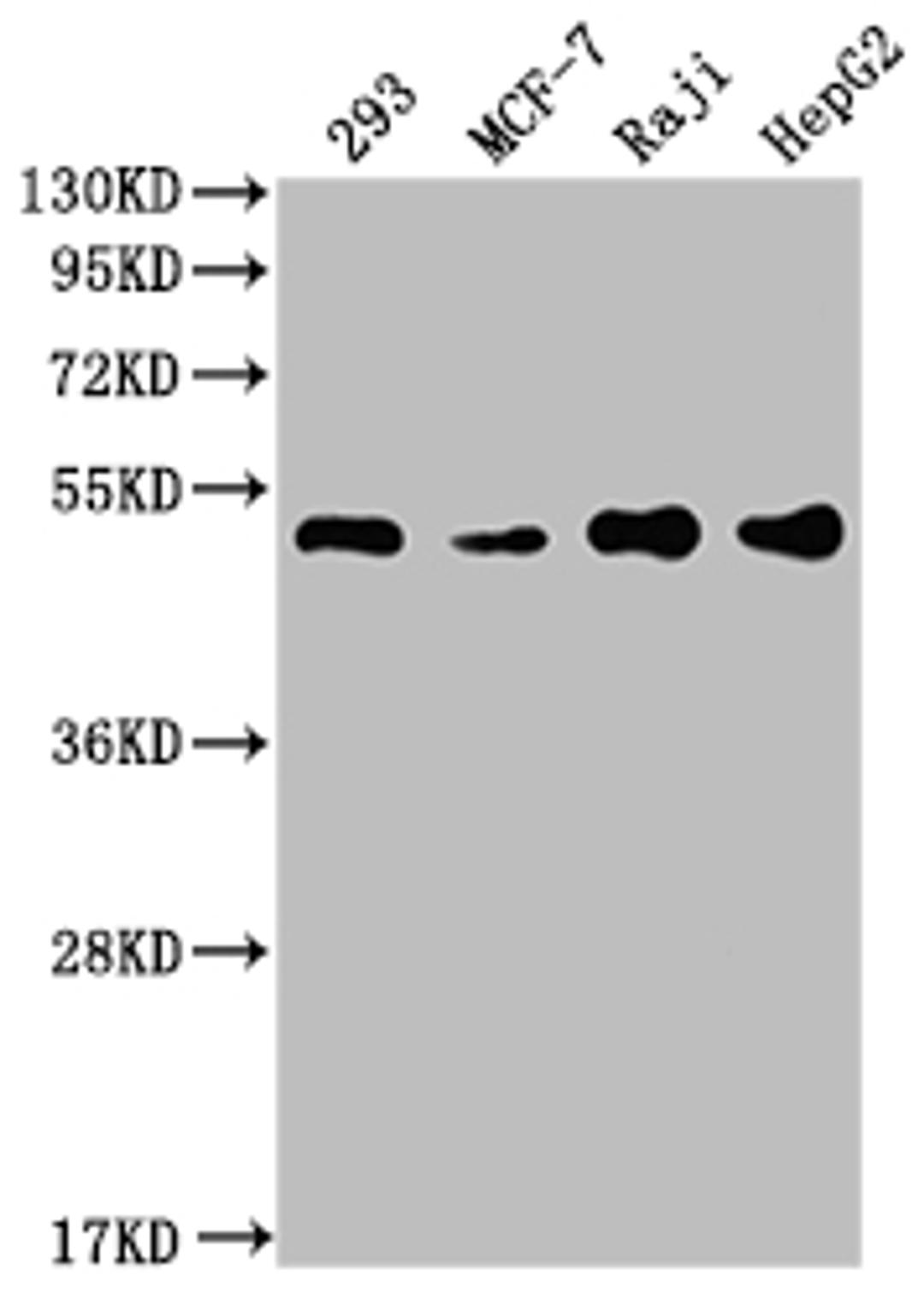 Western Blot. Positive WB detected in: 293 whole cell lysate, MCF-7 whole cell lysate, Raji whole cell lysate, HepG2 whole cell lysate. All lanes: PABPN1 antibody at 1:2000. Secondary. Goat polyclonal to rabbit IgG at 1/50000 dilution. Predicted band size: 33, 32, 38 kDa. Observed band size: 50 kDa.
