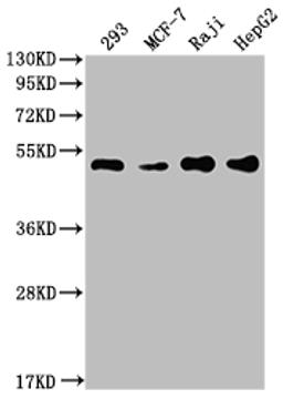 Western Blot. Positive WB detected in: 293 whole cell lysate, MCF-7 whole cell lysate, Raji whole cell lysate, HepG2 whole cell lysate. All lanes: PABPN1 antibody at 1:2000. Secondary. Goat polyclonal to rabbit IgG at 1/50000 dilution. Predicted band size: 33, 32, 38 kDa. Observed band size: 50 kDa.