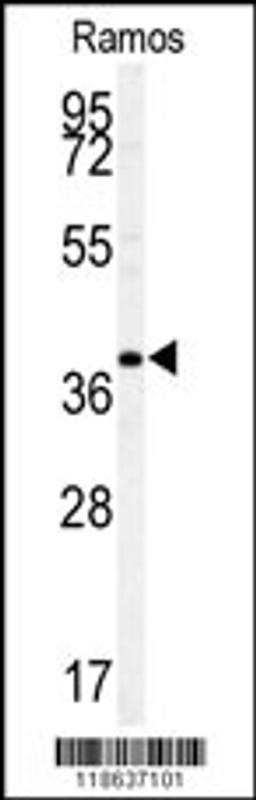 Western blot analysis of MAF antibody in Ramos cell line lysates (35ug/lane)