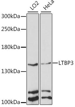 Western blot - LTBP3 antibody (A15687)