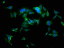 Immunofluorescence staining of HepG2 cells with CSB-PA00465A0Rb at 1:100, counter-stained with DAPI. The cells were fixed in 4% formaldehyde, permeabilized using 0.2% Triton X-100 and blocked in 10% normal Goat Serum. The cells were then incubated with the antibody overnight at 4°C. The secondary antibody was Alexa Fluor 488-congugated AffiniPure Goat Anti-Rabbit IgG(H+L).