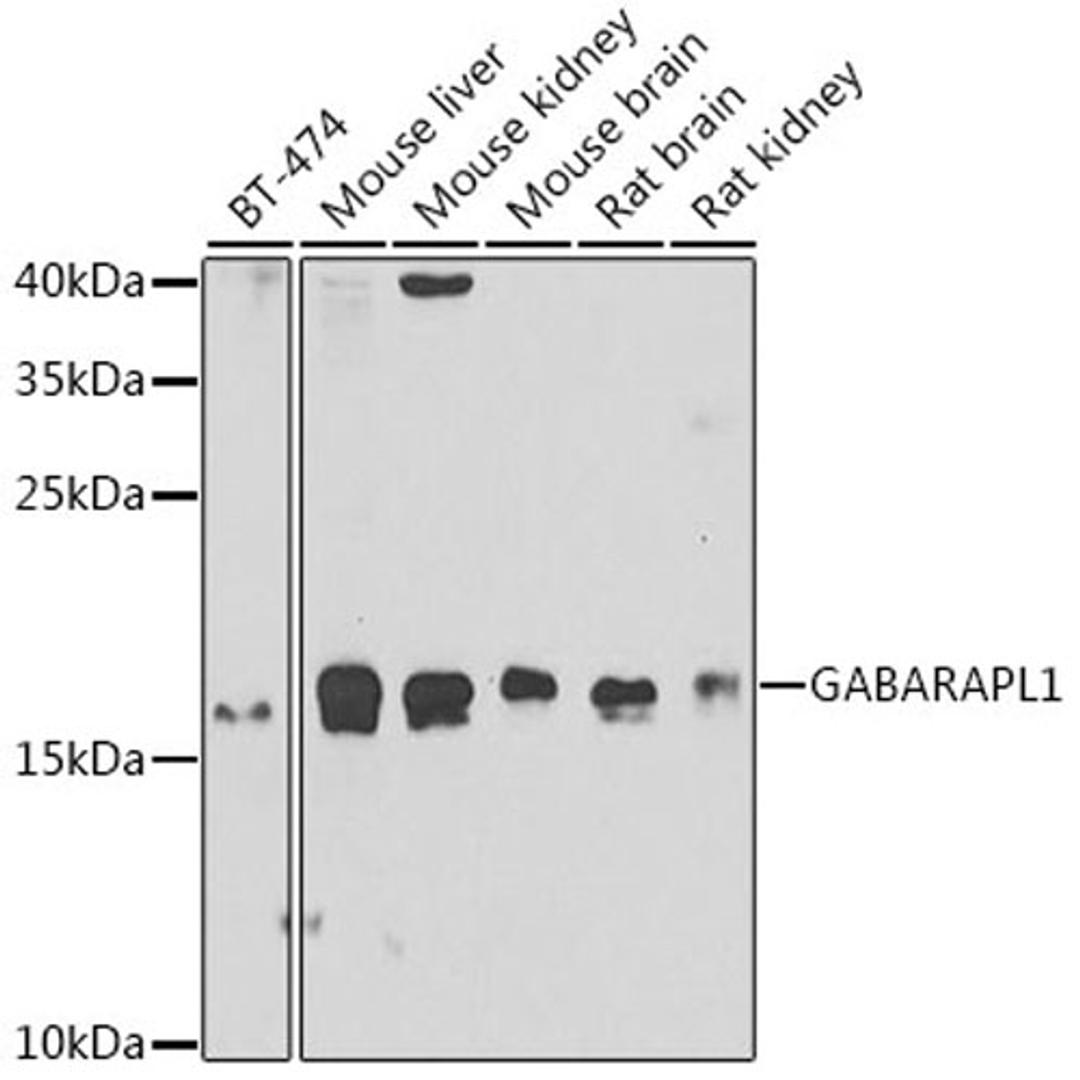 Western blot - GABARAPL1 antibody (A7790)