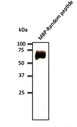 Western blot analysis of MBP-Random peptide using Goat Random antibody.