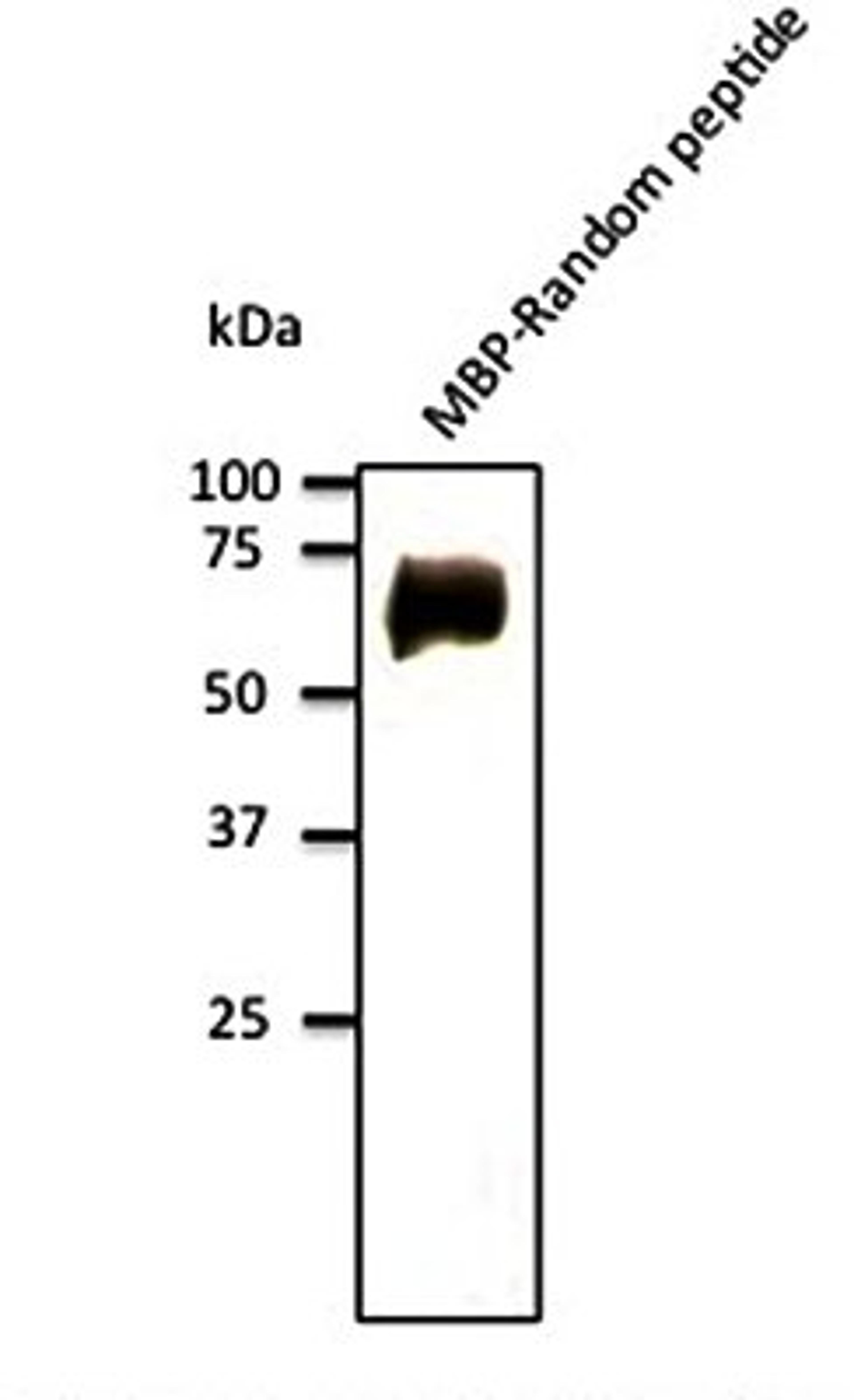 Western blot analysis of MBP-Random peptide using Goat Random antibody.