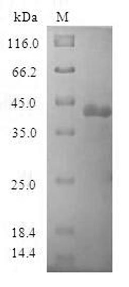(Tris-Glycine gel) Discontinuous SDS-PAGE (reduced) with 5% enrichment gel and 15% separation gel.
