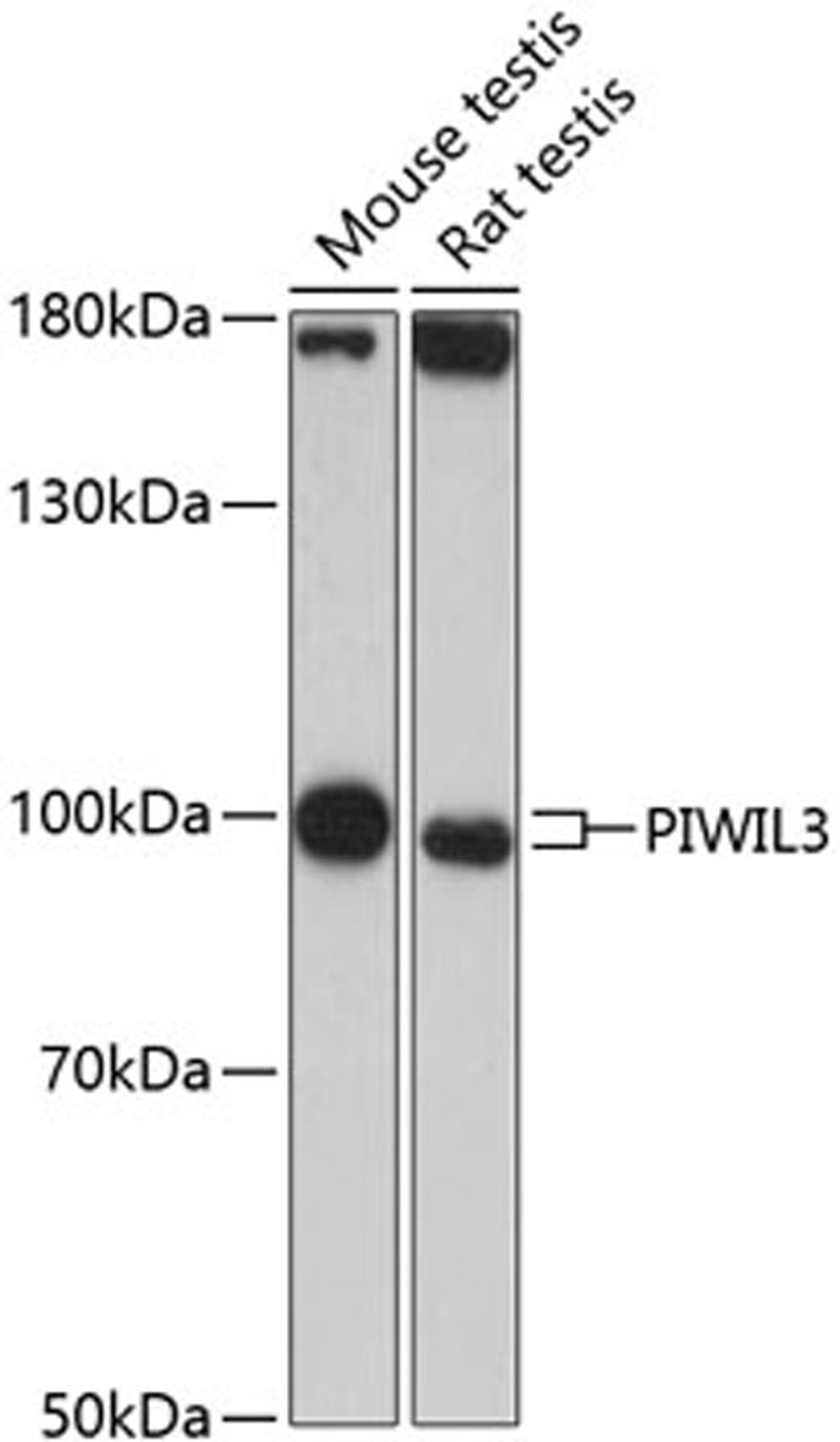 Western blot - PIWIL3 antibody (A13203)