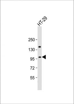 Western Blot at 1:2000 dilution + HT-29 whole cell lysate Lysates/proteins at 20 ug per lane.