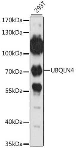 Western blot - UBQLN4 antibody (A15869)