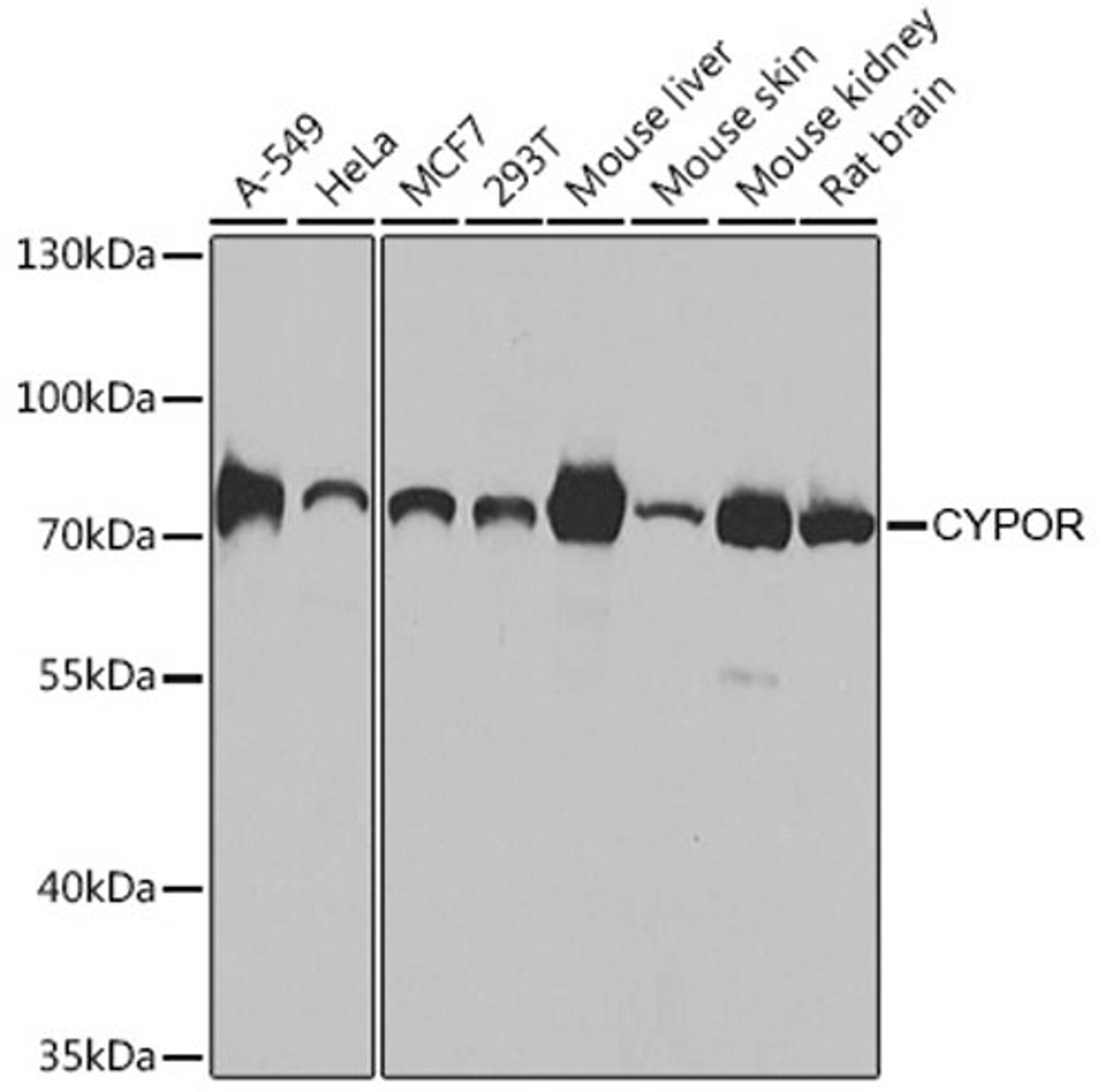 Western blot - CYPOR antibody (A8142)